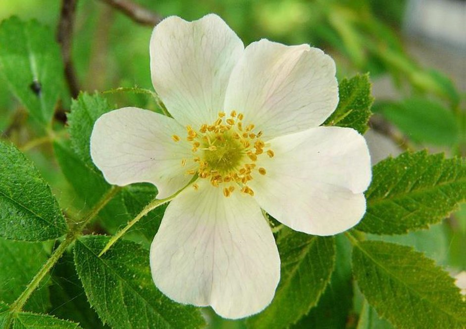 Utslagen blomma av åkerros och dess gröna blad.