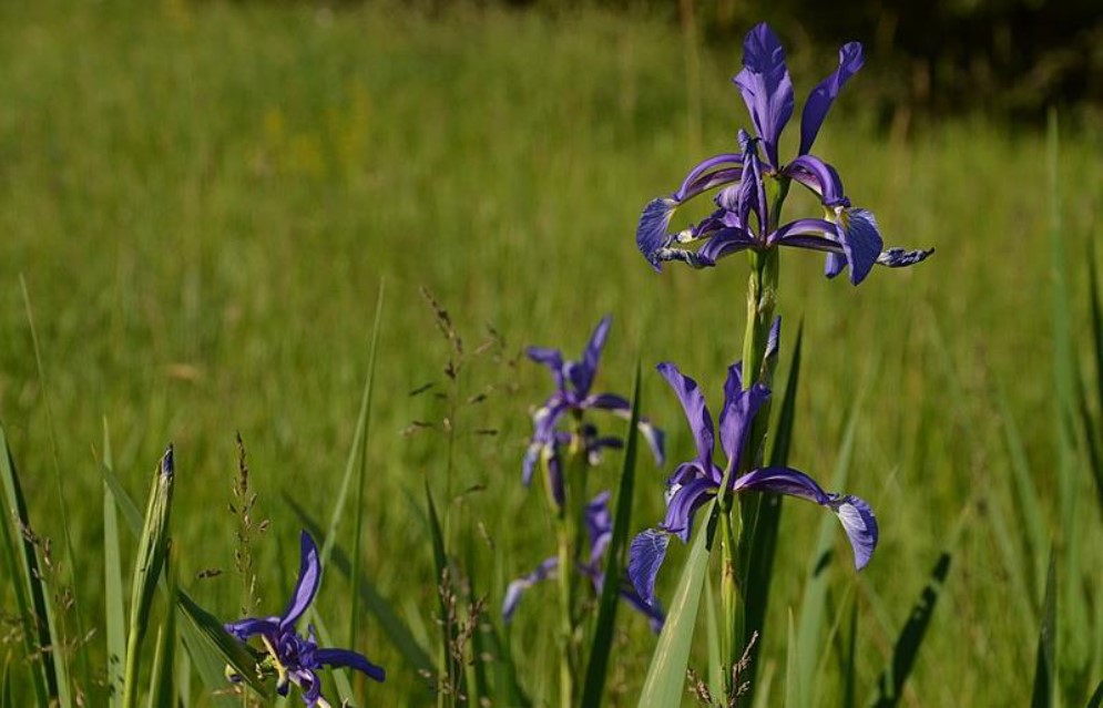 Blommande dansk iris med grönt gräs i bakgrunden.